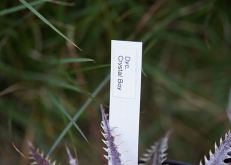 Dyckia Crystalboy