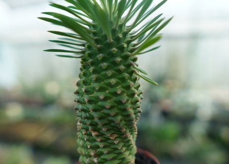 ユーフォルビア　ソテツキリン "パイナップルコーン"　Euphorbia sotetsukirin  No.2