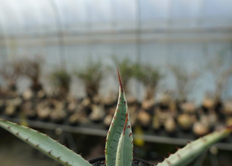 アガベ　屈原の舞扇 Agave 'Kutsugen no Maiougi'