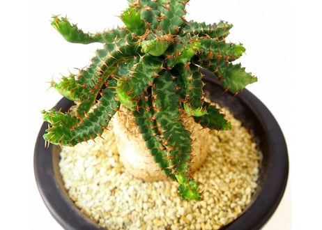ユーフォルビア ステラータ 飛竜  Euphorbia stellata