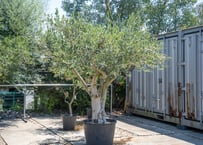 ブラヘア アルマータ brahea armata | mana's farm:塊根植物・アガベ