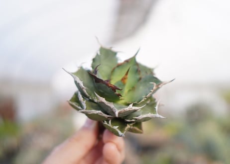 agave titanota  FO-76　No.2