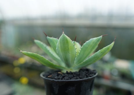 アガベ　 吉祥冠錦　Agave potatorum variegata