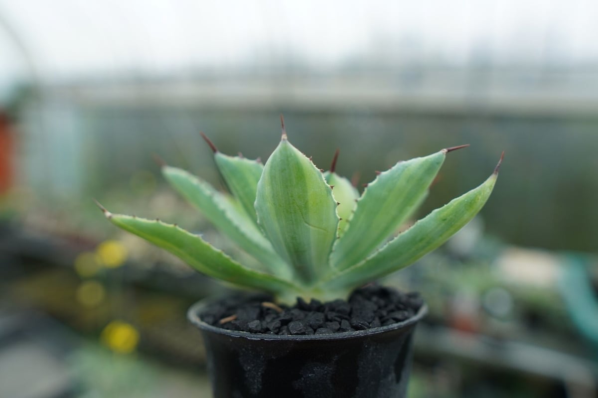 アガベ 吉祥冠錦 Agave potatorum variegata | mana's fa