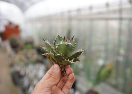 Agave Black fire F NO.4 (G)