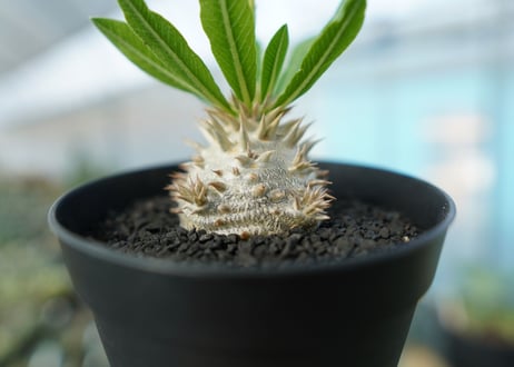 パキポディウム　恵比寿大黒　Pachypodium Densicaule　No.3