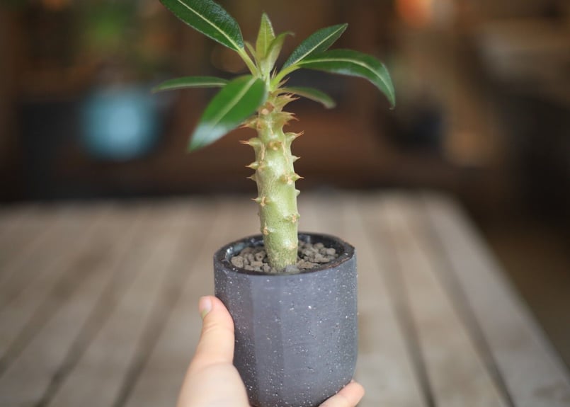 観葉植物 【現品】パキポディウム・バロニー 7号 Pachypodium baronii M6番