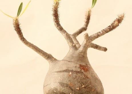 Pachypodium Gracilius パキポディウム  グラキリス  №９
