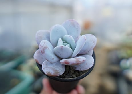 エケベリア　ラウイ　Echeveria laui　No.2