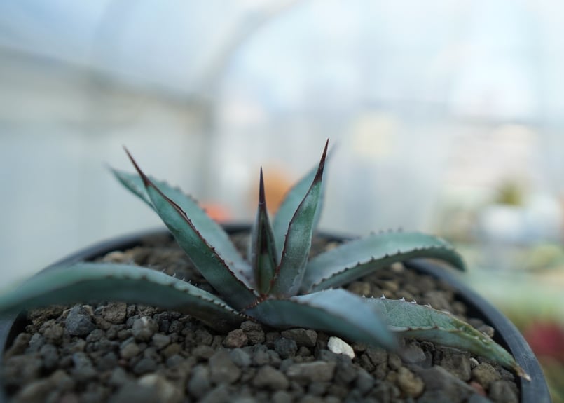 極太刺 希少リトルシャーク・ロイヤルスピン アガベ】 アガベ リトル