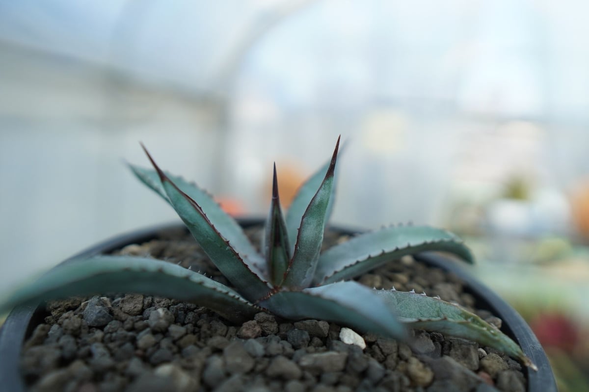 アガベ ブルーエンペラー リトルシャーク w40センチ (検索用チタノタ