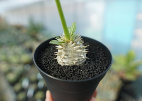 パキポディウム　恵比寿大黒　Pachypodium Densicaule　No.1