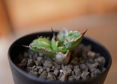 Agave titanota black＆blue 子株　No.2