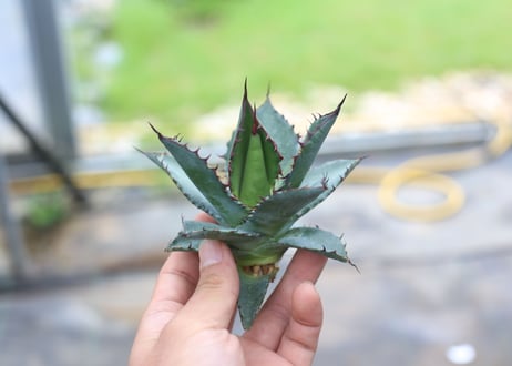 Agave horrida x parrasana