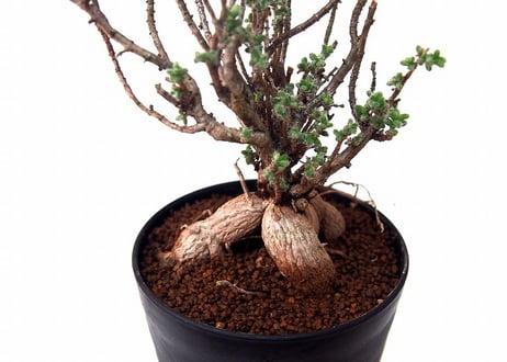 姫紅小松　Trichodiadema bulbosum