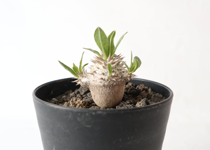 パキポディウム 恵比寿大黒 | mana's farm:塊根植物・アガベ・ドライ