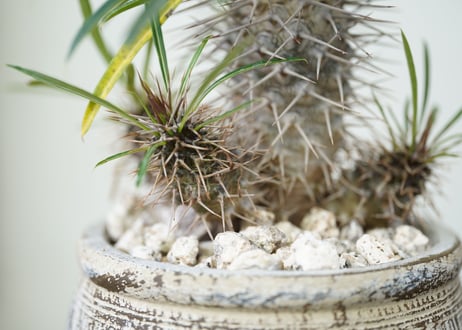 Pachypodium lamerei