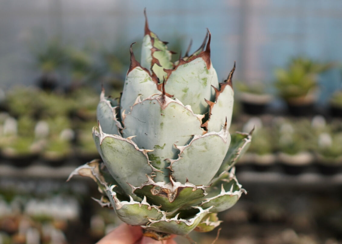 Agave titanota 'black and blue' No.2 | mana's f