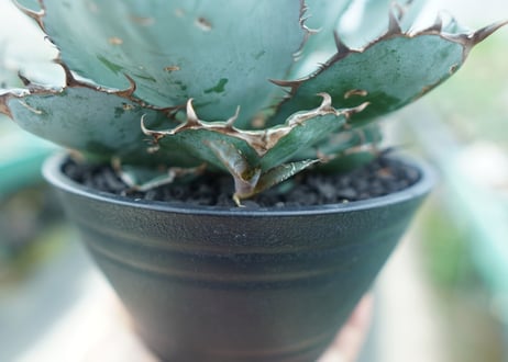 アガベ　チタノタ　 ブラックアンドブルー 　Agave titanota black and blue　No.4