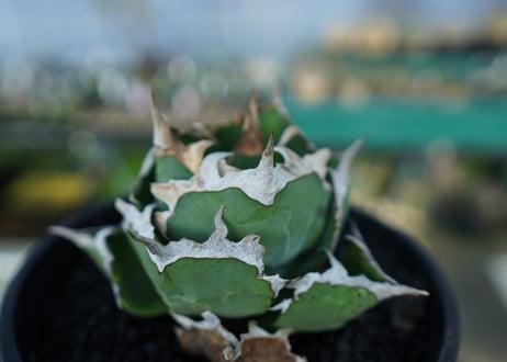 アガベ　チタノタ　螃蟹　Agave Titanota crab