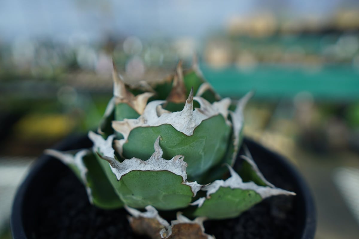アガベ チタノタ 螃蟹 Agave Titanota crab | mana's farm:塊