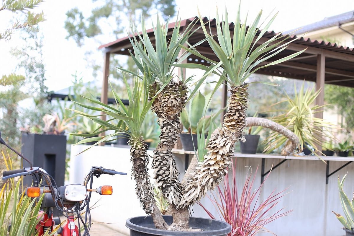 ユッカラン　竜舌蘭科ユッカ 最終値下げ ユッカラン 竜舌蘭科ユッカ 最終値下げ ユッカラン 竜舌蘭科ユッカ