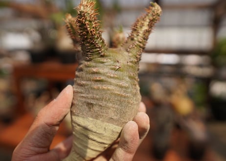 パキポディウム　グラキリス　Pachypodium gracilius　抜き苗　№36