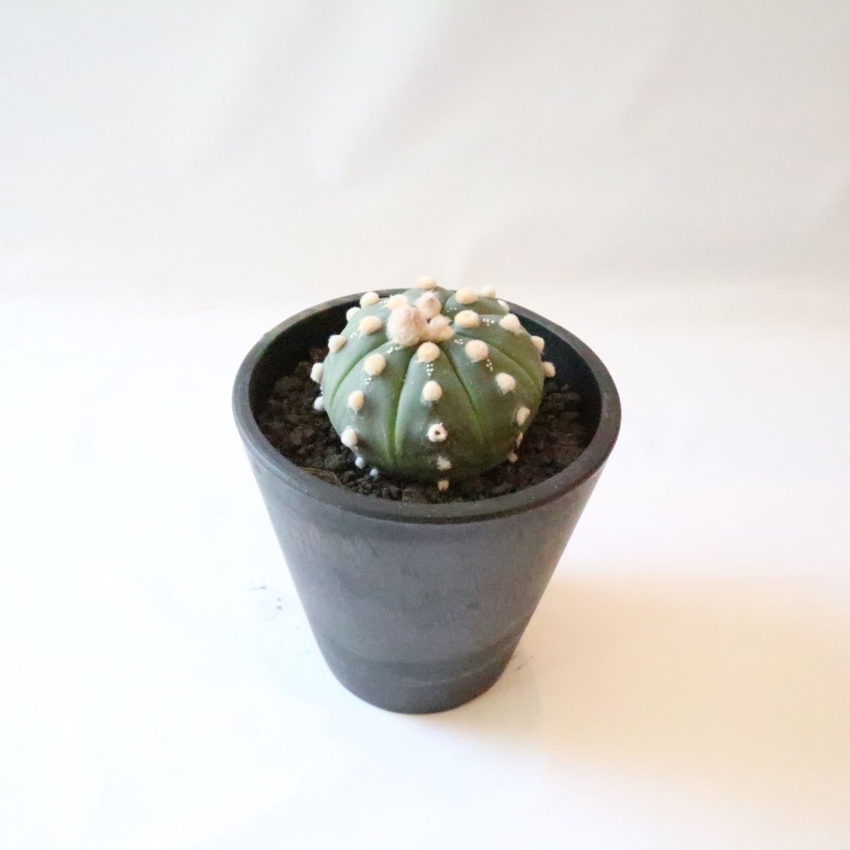 アストロフィツム 瑠璃兜 | mana's farm:塊根植物・アガベ・ドライ