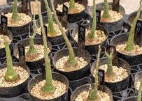 沖縄実生！超緑！最高！ボンバックス！ プセウド ボンバックス 沖縄実生 | mana's farm:塊根植物