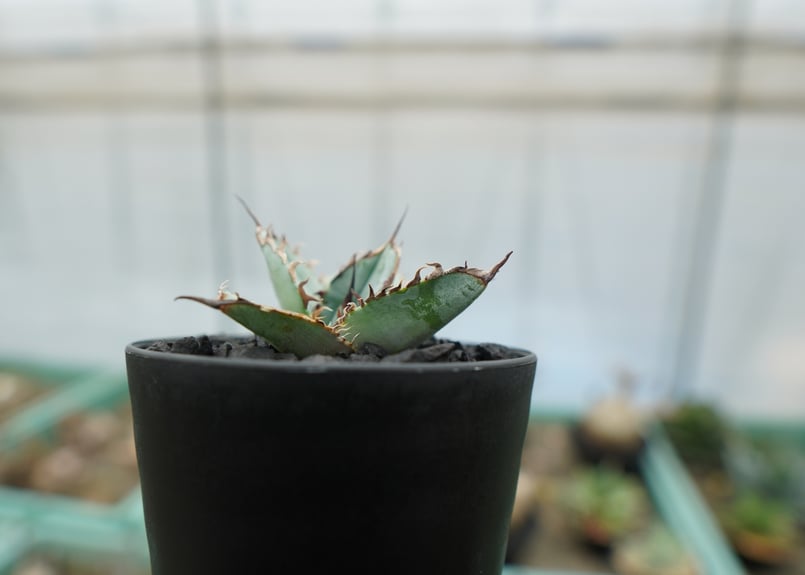 アガベ チタノタ ライオンズメーン Agave titanota Lion's Mane |