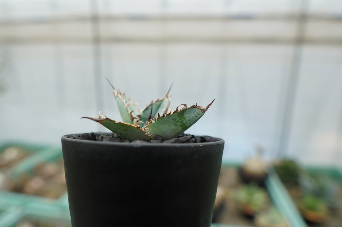 アガベ チタノタ ライオンズメーン Agave titanota Lion's Mane |