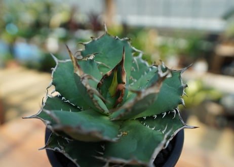 アガベ　チタノタ　FO-76　agave titanota  FO-76　No.1