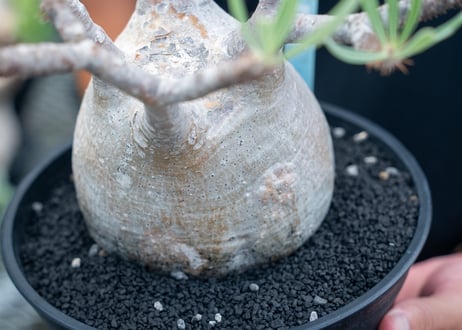 パキポディウム　グラキリス　 Pachypodium Gracilius  No.6