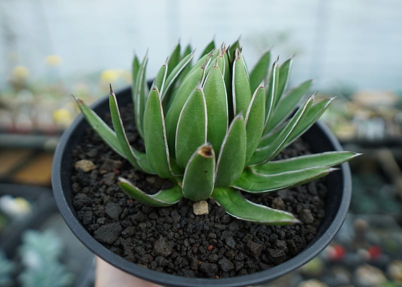 アガベ 雪嶺 Agave Formosa | mana's farm:塊根植物・アガベ・ドライ