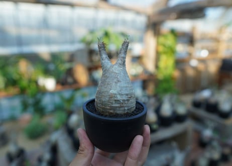 【未発根】パキポディウム　グラキリス　 Pachypodium Gracilius  No.24