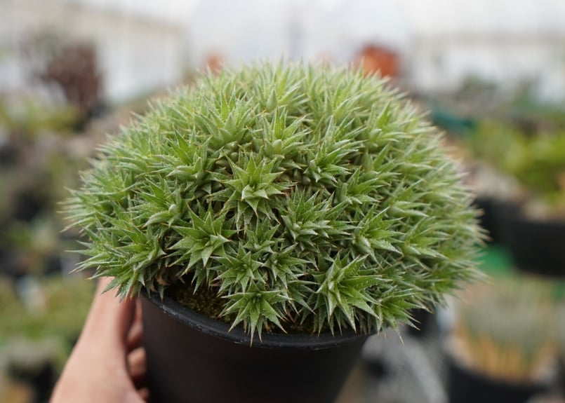 デウトコロニア クロランサ Deuterocohnia chlorantha | mana's