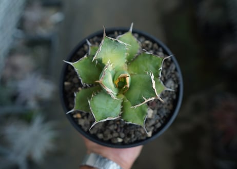 アガベ　チタノタ　FO-76　agave titanota  FO-76  No.9