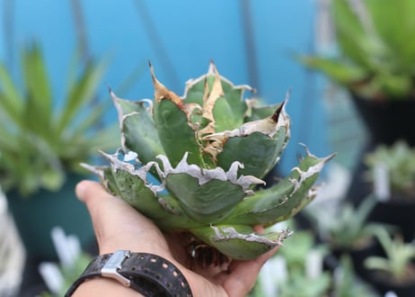 Agave titanota fo-76