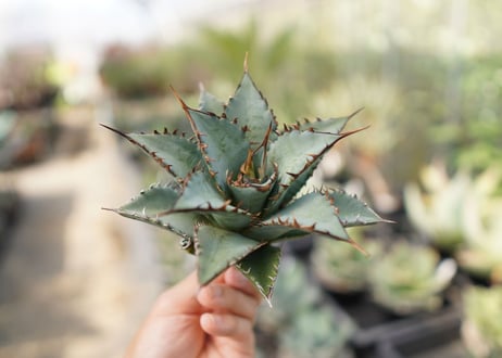 agave　oteroi　oaxaca　NO.10