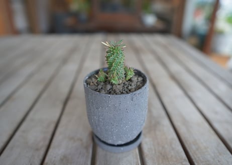 鉄甲瑠璃晃　( bupleurifolia)​×( susannnae)