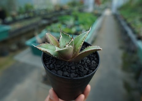 アガベ　チタノタ　FO-76　Agave titanota  FO-76　No.6