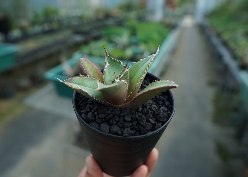 アガベ チタノタ FO-76 Agave titanota FO-76 No.6 | man
