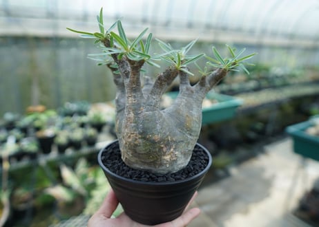 パキポディウム　グラキリス　 Pachypodium Gracilius  No.2