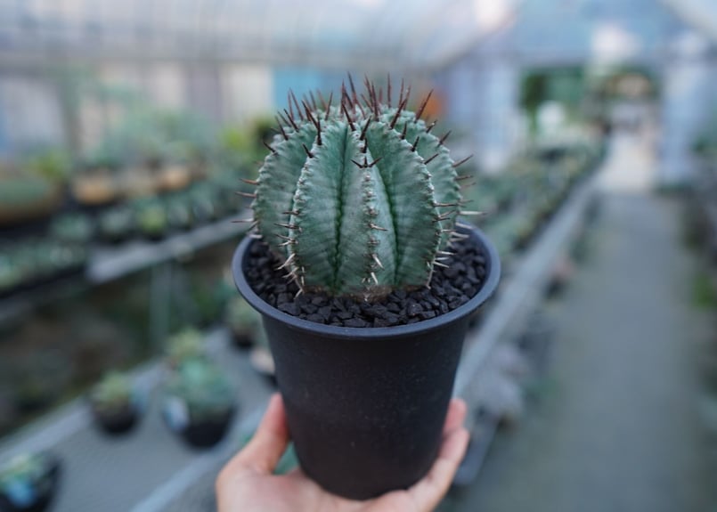 ユーフォルビア ホリダ Euphorbia horrida No.2 | mana's fa