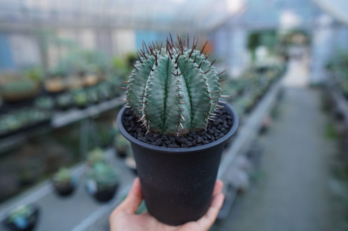 ユーフォルビア ホリダ Euphorbia horrida No.2 | mana's fa