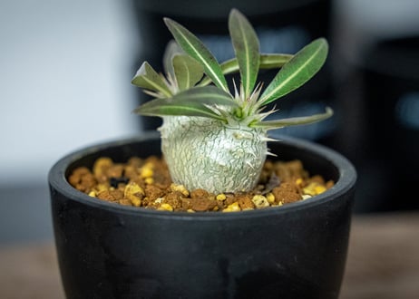 パキポディウム　ホロンベンセ　Pachypodium horombense