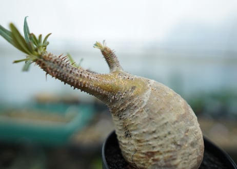 パキポディウム　グラキリス　 Pachypodium Gracilius  No.1