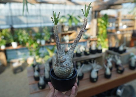 【未発根】パキポディウム　グラキリス　 Pachypodium Gracilius  No.10