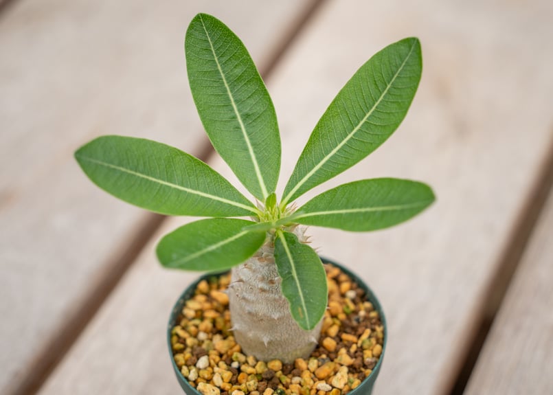 パキポディウム ホロンベンセ | mana's farm:塊根植物・アガベ・ドライ