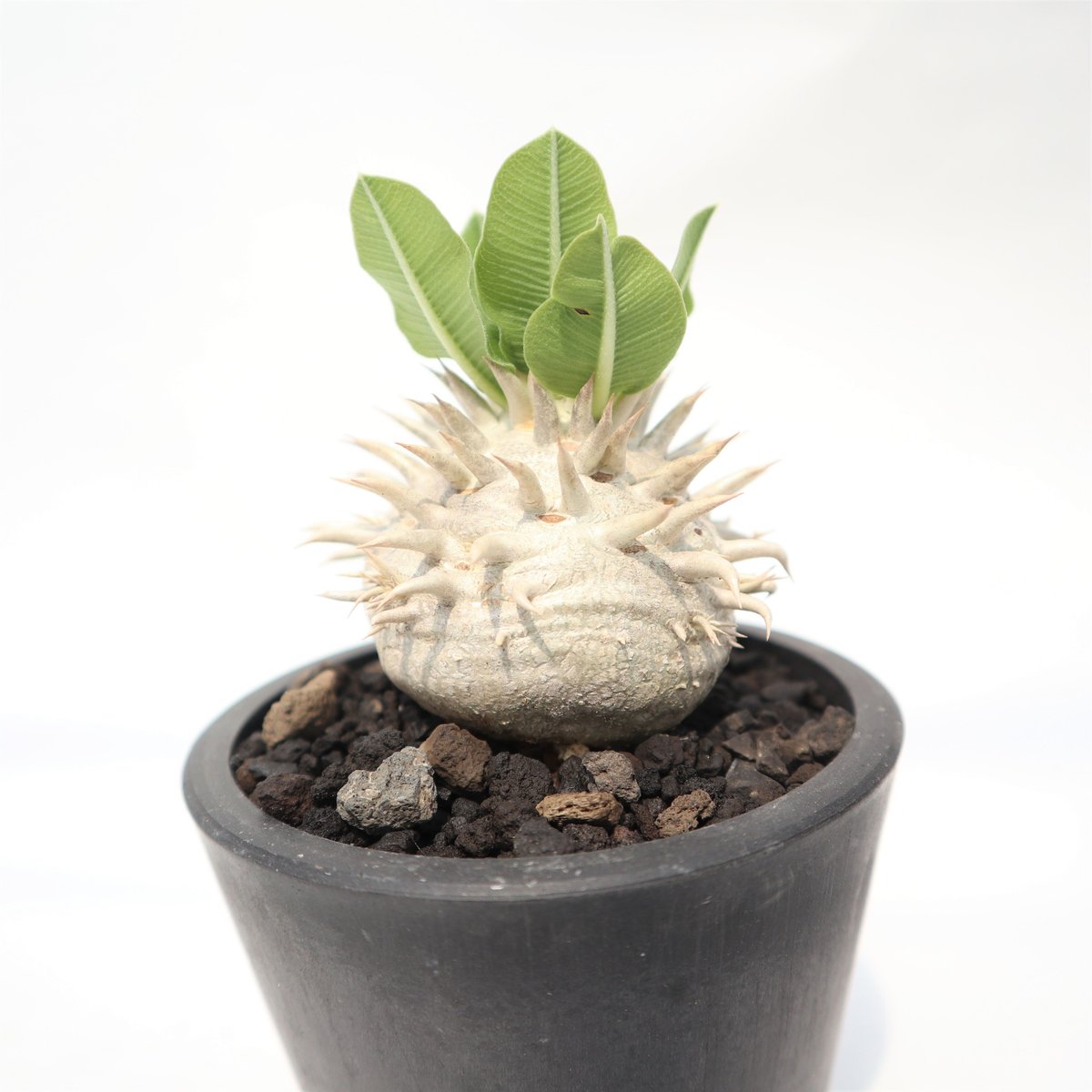 パキポディウム 恵比寿笑い 実生 №5 | mana's farm:塊根植物・アガベ